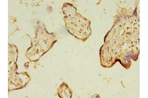 Immunohistochemistry of paraffin-embedded human placenta tissue using ABIN7164329 at dilution of 1:100