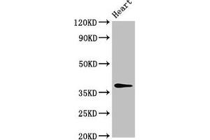 Western Blot Positive WB detected in: Rat heart tissue All lanes: MAT2B antibody at 4 μg/mL Secondary Goat polyclonal to rabbit IgG at 1/50000 dilution Predicted band size: 38, 37, 29, 35, 10 kDa Observed band size: 38 kDa (MAT2B anticorps  (AA 85-143))