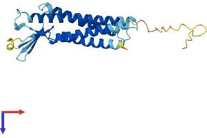 AlphaFold protein structure predicition of Human Recombinant CLDN5 Protein, UniprotID O00501