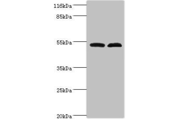 FAM114A2 anticorps  (AA 1-505)