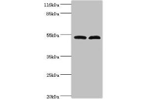 Western blot All lanes: Protein FAM114A2 antibody at 2 μg/mL Lane 1: Mouse kidney tissue Lane 2: U251 whole cell lysate Secondary Goat polyclonal to rabbit IgG at 1/10000 dilution Predicted band size: 55 kDa Observed band size: 55 kDa (FAM114A2 anticorps  (AA 1-505))