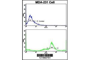 Flow cytometric analysis of MDA-231 cells using C5 Antibody (N-term)(bottom histogram) compared to a negative control cell (top histogram).