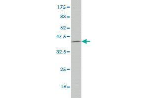 Western Blot detection against Immunogen (36.