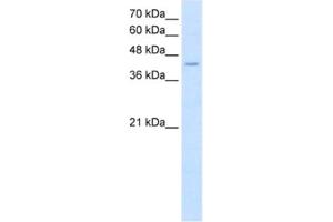Western Blotting (WB) image for anti-Fatty Acid Desaturase 1 (FADS1) antibody (ABIN2462576) (FADS1 anticorps)