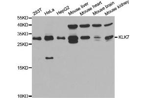 Western blot analysis of extracts of various cell lines, using KLK7 antibody. (Kallikrein 7 anticorps)