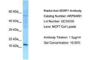 Western Blotting (WB) image for anti-Stress Associated Endoplasmic Reticulum Protein 1 (SERP1) (N-Term) antibody (ABIN2790014) (SERP1 anticorps  (N-Term))