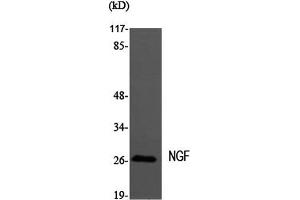 Western Blot analysis of MEF1 cells using NGF Polyclonal Antibody at dilution of 1:2000. (Nerve Growth Factor anticorps)
