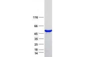 Validation with Western Blot