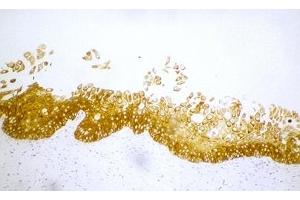 Image no. 1 for anti-Keratin 19 (KRT19) antibody (ABIN335332)