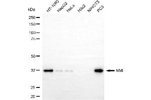 Western blotting analysis using NMI antibody (ABIN7799535). (Recombinant NMI anticorps)