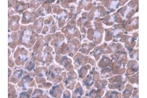 IHC-P analysis of Mouse Stomach Tissue, with DAB staining. (PDX1 anticorps  (AA 1-284))