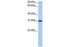 PRDX3 antibody used at 0. (Peroxiredoxin 3 anticorps  (N-Term))