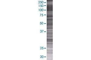 ZNF10 transfected lysate.