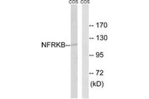 Western Blotting (WB) image for anti-Nuclear Factor Related To KappaB Binding Protein (NFRKB) (AA 463-512) antibody (ABIN2890467) (NFRKB anticorps  (AA 463-512))