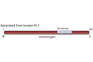 Image no. 2 for anti-Friend Leukemia Virus Integration 1 (FLI1) antibody (ABIN967451) (FLI1 anticorps)