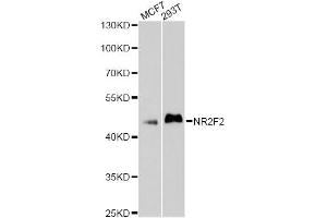 Western blot analysis of extracts of various cell lines, using NR2F2 antibody. (NR2F2 anticorps)