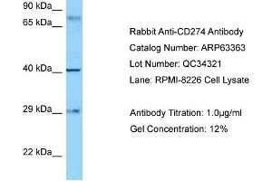 Western Blotting (WB) image for anti-CD274 (PD-L1) (C-Term) antibody (ABIN970332) (PD-L1 anticorps  (C-Term))