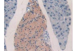 Detection of CBG in Mouse Pancreas Tissue using Polyclonal Antibody to Corticosteroid Binding Globulin (CBG)