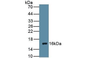 Figure Western Blot Sample: Recombinant DRD1, Rat (Dopamine Receptor d1 anticorps  (AA 338-446))