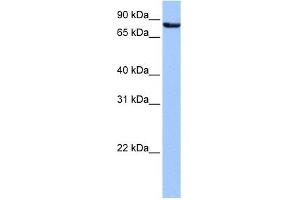 Ubiquilin 3 antibody used at 1 ug/ml to detect target protein. (Ubiquilin 3 anticorps  (N-Term))