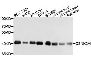Western blot analysis of extracts of various cell lines, using CSNK2A1 antibody (ABIN4903390) at 1:1000 dilution. (CSNK2A1/CK II alpha anticorps)