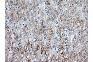 Image no. 6 for anti-phosphodiesterase 4A, CAMP-Specific (PDE4A) antibody (ABIN1500089)