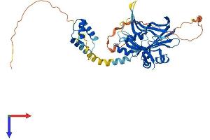 AlphaFold protein structure predicition of Mouse Recombinant Tead1 Protein, UniprotID P30051