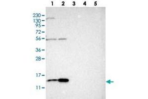 Western blot analysis of Lane 1: RT-4, Lane 2: U-251 MG, Lane 3: Human Plasma, Lane 4: Liver, Lane 5: Tonsil with SLIRP polyclonal antibody  at 1:250-1:500 dilution. (SLIRP anticorps)