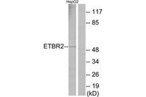 Western Blotting (WB) image for anti-G Protein-Coupled Receptor 37 Like 1 (GPR37L1) (AA 1-50) antibody (ABIN2890820) (GPR37L1 anticorps  (AA 1-50))
