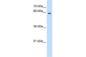Western Blotting (WB) image for anti-MPN Domain Containing (MPND) antibody (ABIN2463091) (MPND anticorps)
