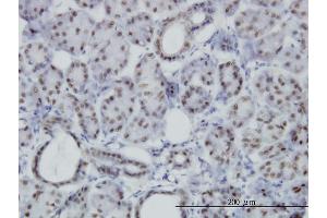 Immunoperoxidase of monoclonal antibody to PBX3 on formalin-fixed paraffin-embedded human salivary gland. (PBX3 anticorps  (AA 342-434))