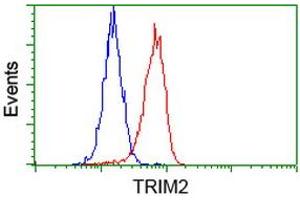 Image no. 3 for anti-Tripartite Motif Containing 2 (TRIM2) (AA 1-100), (AA 1500-1600) antibody (ABIN1490539) (TRIM2 anticorps  (AA 1-100, AA 1500-1600))