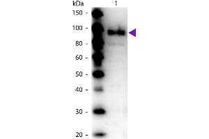 Western Blot of Rabbit Anti-Phospho Enol Pyruvate (PEP) Carboxylase antibody.