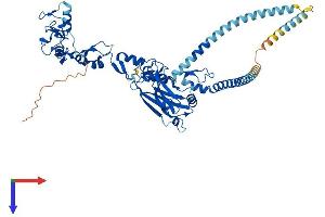 AlphaFold protein structure predicition of Mouse Recombinant Traf5 Protein, UniprotID P70191