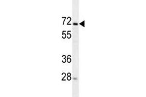 MIPEP antibody western blot analysis in 293 lysate.