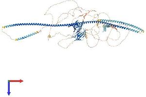 AlphaFold protein structure predicition of Mouse Recombinant Fkbp15 Protein, UniprotID Q6P9Q6