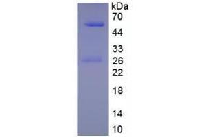 SDS-PAGE of Protein Standard from the Kit (Native human IgG1). (IgG1 Kit ELISA)