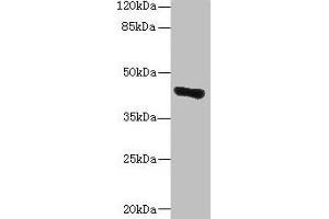 Western blot All lanes: GLT8D1 antibody at 10 μg/mL + Mouse liver tissue Secondary Goat polyclonal to rabbit IgG at 1/10000 dilution Predicted band size: 42, 29 kDa Observed band size: 42 kDa (GLT8D1 anticorps  (AA 33-332))