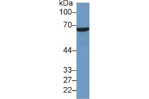 Western Blot; Sample: Human Hela cell lysate; Primary Ab: 2µg/ml Mouse Anti-Human HSPA1A Antibody Second Ab: 0. (HSP70 1A anticorps  (AA 285-641))