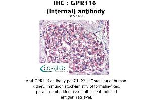 Image no. 1 for anti-G Protein-Coupled Receptor 116 (GPR116) (Internal Region) antibody (ABIN1734908) (G Protein-Coupled Receptor 116 anticorps  (Internal Region))