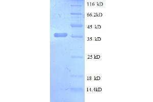 SDS-PAGE (SDS) image for Chemokine (C-X-C Motif) Ligand 13 (CXCL13) (AA 23-108) protein (GST tag) (ABIN5712552)