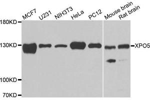 Western blot analysis of extracts of various cell lines, using XPO5 antibody. (XPO5 anticorps)