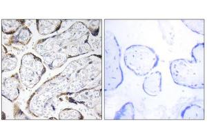 Immunohistochemistry analysis of paraffin-embedded human placenta tissue using EFEMP2 antibody. (FBLN4 anticorps  (Internal Region))