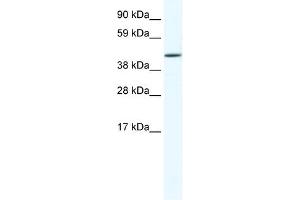 RUNX3 antibody (20R-1142) used at 0.