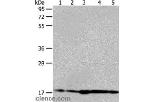 Western blot analysis of Hela and 293T cell, mouse liver tissue, A431 and MCF-7 cell, using ARF6 Polyclonal Antibody at dilution of 1:450 (ARF6 anticorps)