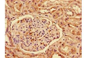 Immunohistochemistry of paraffin-embedded human kidney tissue using ABIN7156561 at dilution of 1:100