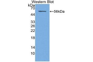 Western Blotting (WB) image for anti-Syndecan 1 (SDC1) (AA 23-253) antibody (ABIN1870669) (Syndecan 1 anticorps  (AA 23-253))