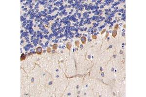 Immunohistochemistry analysis of paraffin-embedded mouse cerebellum using TRIM46 (ABIN7076020) at dilution of 1: 3200 (TRIM46 anticorps)