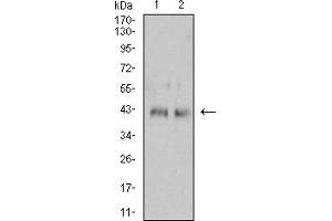 Western blot analysis using CD132 mouse mAb against Jurkat (1) and MOLT4 (2) cell lysate.