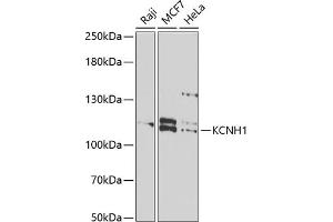 Western blot analysis of extracts of various cell lines, using KCNH1 antibody (ABIN6132044, ABIN6142711, ABIN6142712 and ABIN6222331) at 1:1000 dilution.